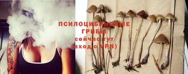 шишки Тайга